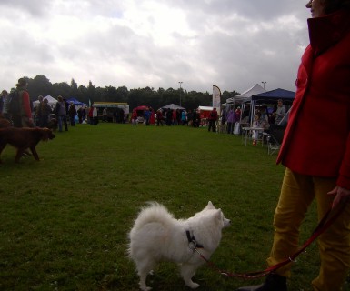 Hund sein in Kiel 2013 mit der Spitzgruppe Hansa 03