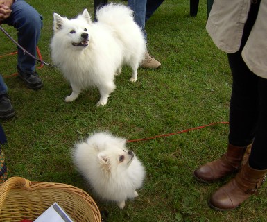 Hund sein in Kiel 2013 mit der Spitzgruppe Hansa 04